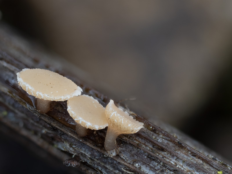 Cyathicula culmicola